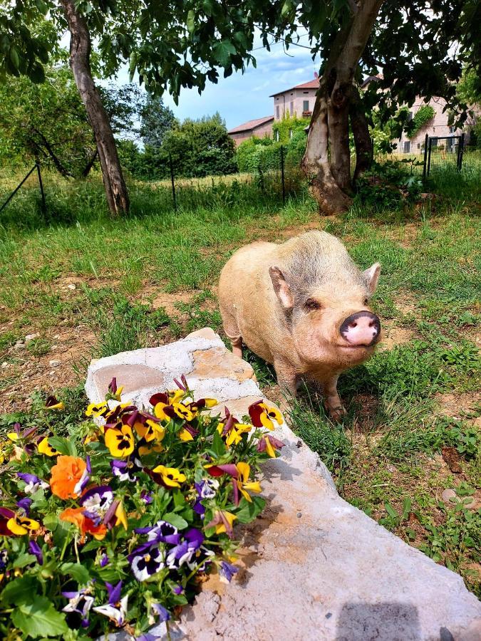 Agriturismo Azienda Agricola Ferrari M.Rita Pozza Luaran gambar