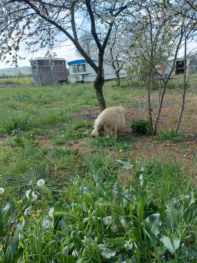 Agriturismo Azienda Agricola Ferrari M.Rita Pozza Luaran gambar